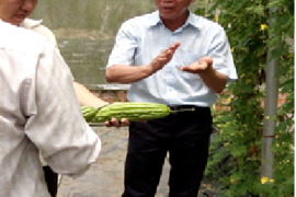 Sản xuất giống rau có hiệu quả của ông Huỳnh Đoàn Thông, Xã Phạm Văn Cội, Huyện Củ Chi
