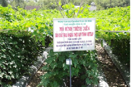Hiệu quả chuyển đổi đất trồng lúa sang rau ăn quả vietgap của anh Nguyễn Văn Cu, xã Trung Lập Thượng, Huyện Củ Chi