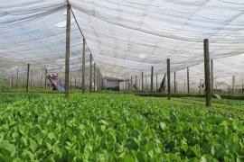 Các cơ chế chính sách hỗ trợ phát triển hợp tác xã nông nghiệp trên địa bàn Thành phố Hồ Chí Minh